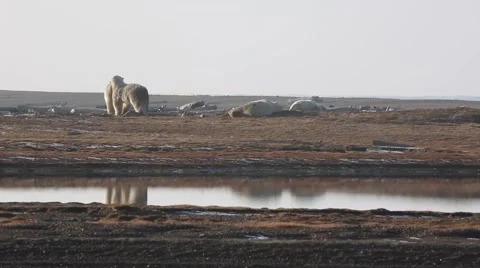 Polar bears interacting Stock Footage 47007063