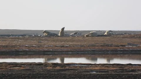 Polar bears lounging Stock Footage 47007089