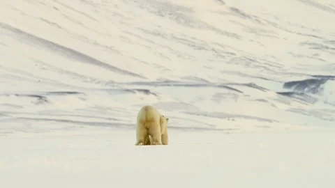 Polar bears mate in the Arctic Circle during spring 스톡 동영상 290161143