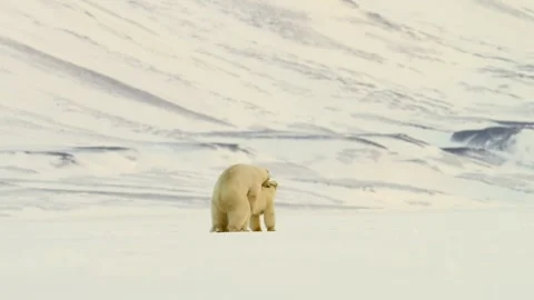 Polar bears mating in the Arctic Circle during springtime Courtship Stock-Footage 297533113