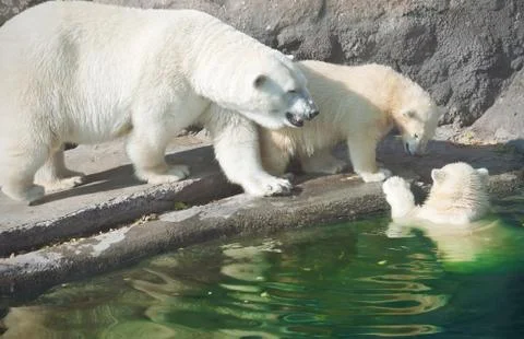 Polar bears Stock Photos