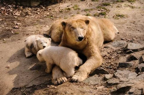 Polar bears Stock Photos