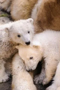 Polar bears Stock Photos