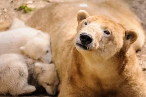 Polar bears Stock Photos