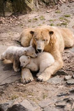 Polar bears Stock Photos