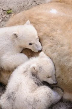 Polar bears Stock Photos