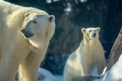 Polar bears Stock Photos