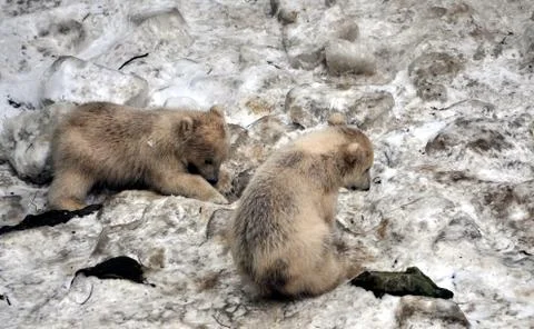 Polar Bears Stock Photos