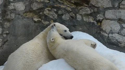 Polar bears playing Stock Footage 91569370