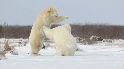Polar bears playing in the snow Vidéo 62880937