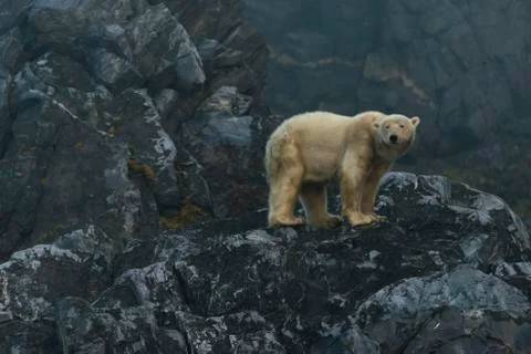 Polar bears on rocks Foto stock