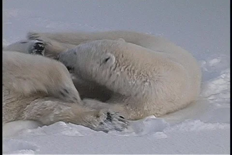Polar bears roll and tussle in a snow-covered wilderness in Churchill, Alaska. Stock Footage