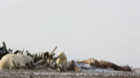 Polar bears scavenging whale carcass Stock Footage 47045751
