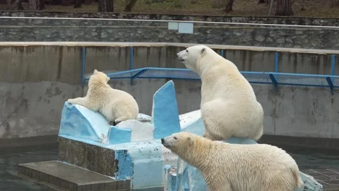 Polar bears, slow motion. Two bears simultaneously turn their heads. Stock-Footage 142276148