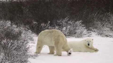 Polar bears in snow Stock Footage 314908205