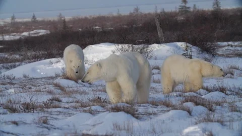 Polar bears stop to look at camera zoom in Stock Footage 158770301
