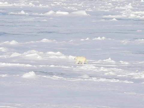 Polar bears walking in an arctic. Stock Footage 81303718