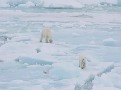 Polar bears walking in an arctic. Stock Footage