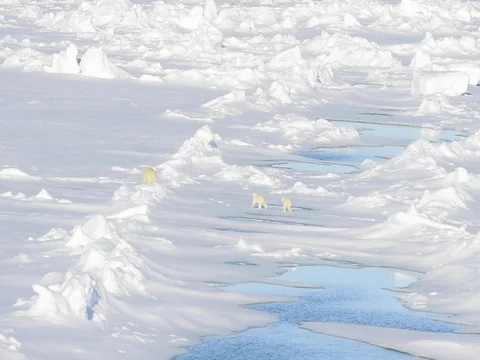 Polar bears walking in an arctic. Vídeo Stock 81303806