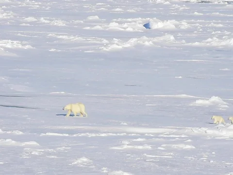 Polar bears walking in an arctic. Stock Footage 81304089