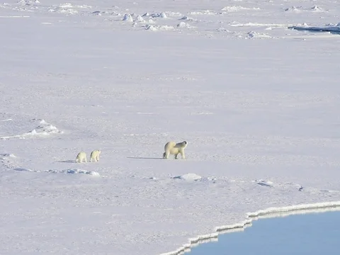 Polar bears walking in an arctic. Stock Footage 81304372