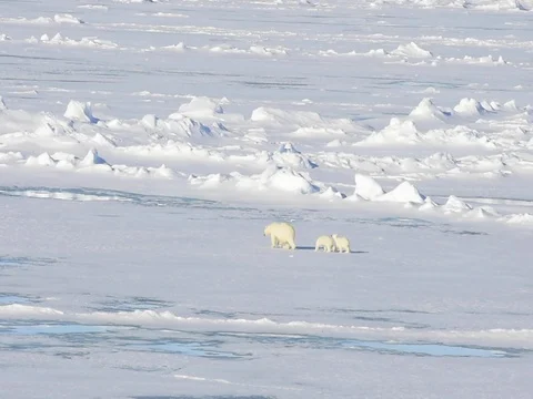 Polar bears walking in an arctic. Vídeo Stock 81304660