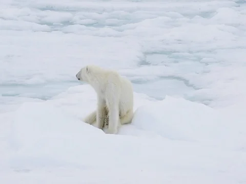 Polar bears walking in an arctic. Stockbeeldmateriaal 81304961