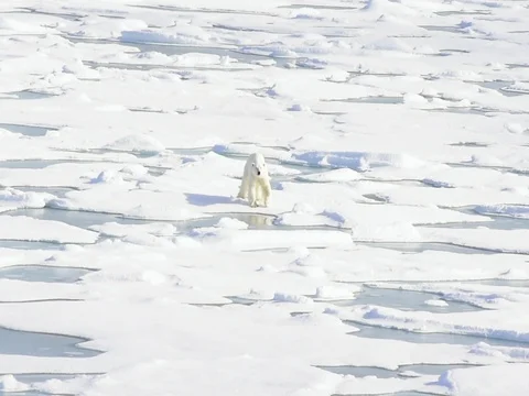 Polar bears walking in an arctic. 스톡 동영상 81307797