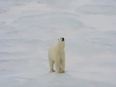 Polar bears walking in an arctic. Stock Footage 81309540