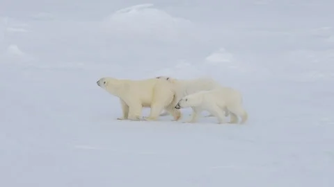 Polar Bears walking in an arctic. Stockbeeldmateriaal 147325878
