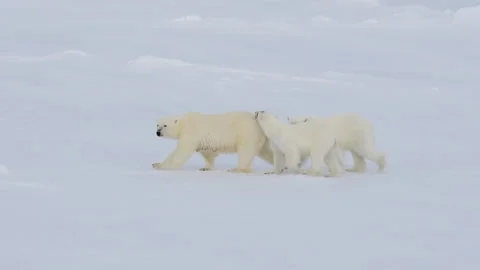 Polar Bears walking in an arctic. Stock Footage 147326307