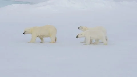 Polar Bears walking in an arctic. Stock Footage 147326313