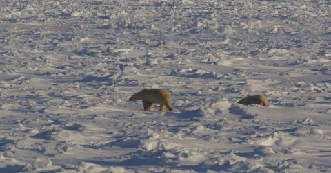 Polar bears walking over empty landscape of sea ice morning Stock Footage 68037547