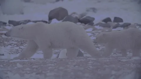 Polar bears walking past camera shot Stock Footage 158770226