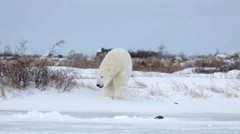 Polar bears walking in the snow Vidéo 62828978