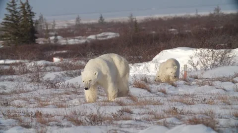 Polar bears walking towards camera daytime Stock Footage 158770393