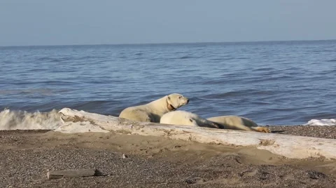 Polar bears waves crashing Stock Footage 47007098