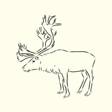 Polar deer. Vector hand drawn illustration with nordic animal isolated on whi Stock Illustration