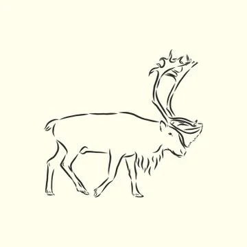 Polar deer. Vector hand drawn illustration with nordic animal isolated on whi Stock Illustration