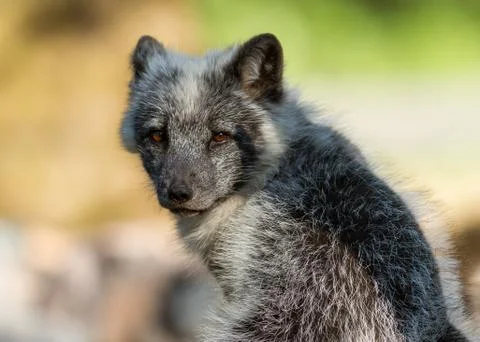 Polar fox in the forest Foto stock