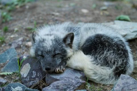 Polar fox in the forest Stock Photos