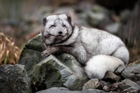 Polar fox in the forest Stock Photos