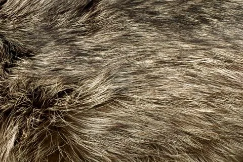Polar fox fur. useful as background Stock Photos