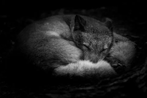 Polar fox lying in the forest Stock Photos
