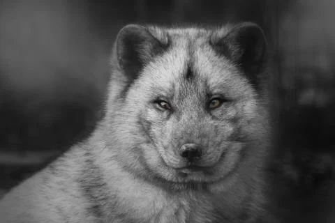 Polar fox Foto stock