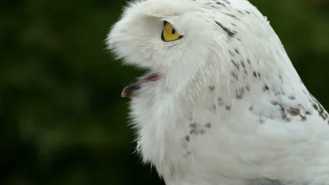 Polar Owl Video stock 111966183