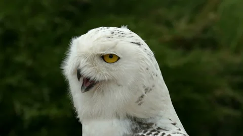 Polar Owl Video stock 111966409