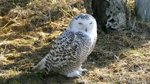 Polar Owl. 動画素材 117364193