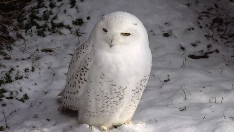 Polar Owl Vídeo Stock 123900501