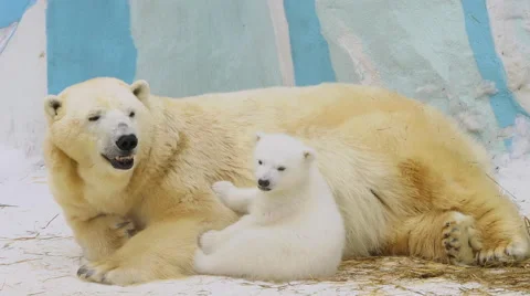 A polar she-bear feeds her cub in a zoo Stock Footage 61452708